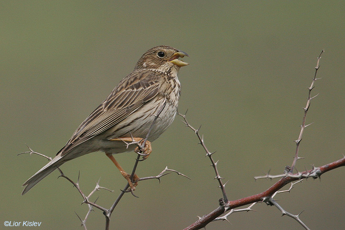   Corn Bunting Miliaria calandra                                 , , 2008,:   